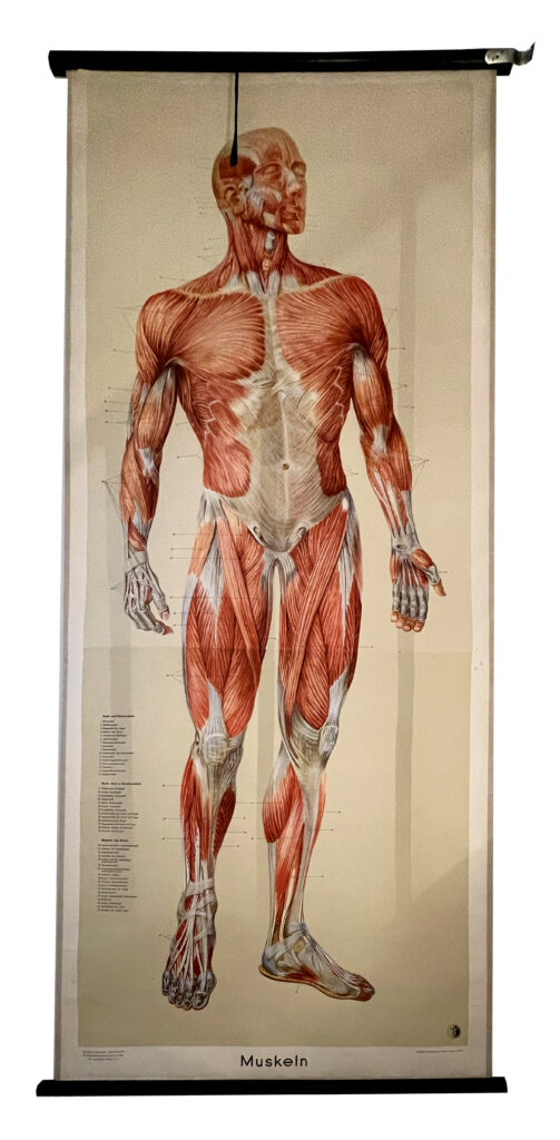 Schautafel "Muskelaufbau" Papier Druck ,20. Jahrhundert