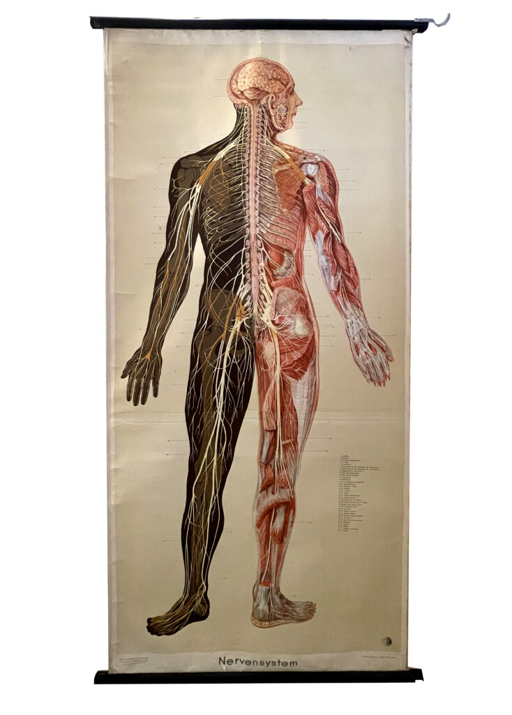 Schautafel "Nervensystem" Papier Druck 20. Jahrhundert